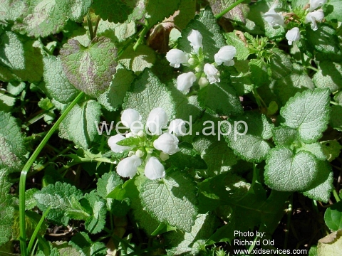 deadnettle, spotted